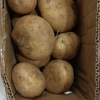 [西沛生鲜]云南黄皮黄心土豆 软糯洋芋 中果 5斤 单果60-100g 新鲜马铃薯 当季蔬菜 西沛晒单图