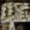 刻凡沙琪玛早餐传统糕点休闲零食小吃糕点葡萄干沙琪玛500g*1盒晒单图