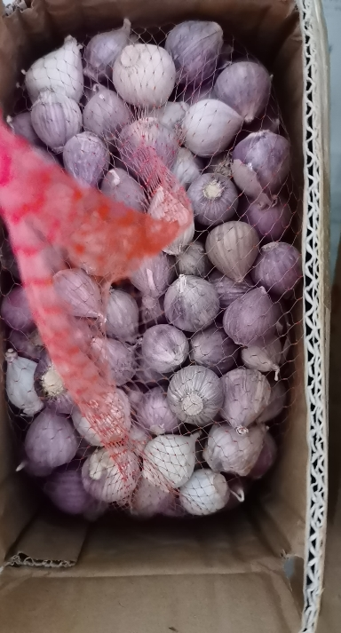[西沛生鲜]当季云南新鲜紫皮独头蒜 直径1.8-2.4cm 净重3斤 精选新蒜独头蒜 西沛晒单图
