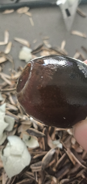 [西沛生鲜]河南 特产 松花皮蛋 6枚 单枚50-60g 正宗土鸭蛋新鲜腌制溏心皮蛋河南特产变蛋晒单图