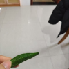 有缘有味即食黄秋葵脆20g*2袋+送1袋 老幼休闲蔬菜零食蔬菜黄秋葵干果蔬脆非薯片膨化(共3袋)晒单图