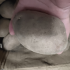 [西沛生鲜]新鲜云南红皮小土豆 大果 净重8.5斤装 单果100-200g 新鲜蔬菜 农家种植 西沛晒单图