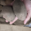 [西沛生鲜]新鲜云南红皮小土豆 大果 净重8.5斤装 单果100-200g 新鲜蔬菜 农家种植 西沛晒单图