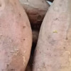 [苏鲜生]山东烟薯25号 净重5斤 中大果 红心糖心蜜薯 新鲜农家沙地超甜地瓜山芋晒单图