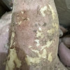 [苏鲜生]山东烟薯25号 净重5斤 中大果 红心糖心蜜薯 新鲜农家沙地超甜地瓜山芋晒单图