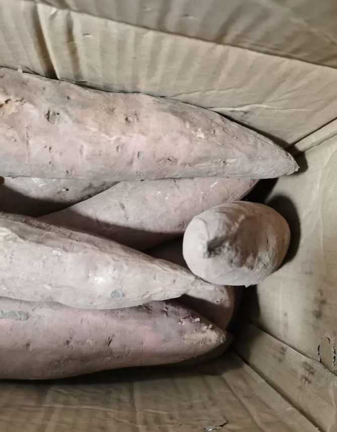 [苏鲜生]山东烟薯25号 净重5斤 中大果 红心糖心蜜薯 新鲜农家沙地超甜地瓜山芋晒单图