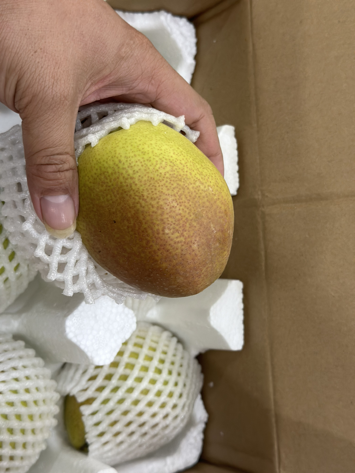 [西沛生鲜]河北精品香梨 新鲜水果 松脆多汁 3斤装 单果150g以上 西沛生鲜晒单图