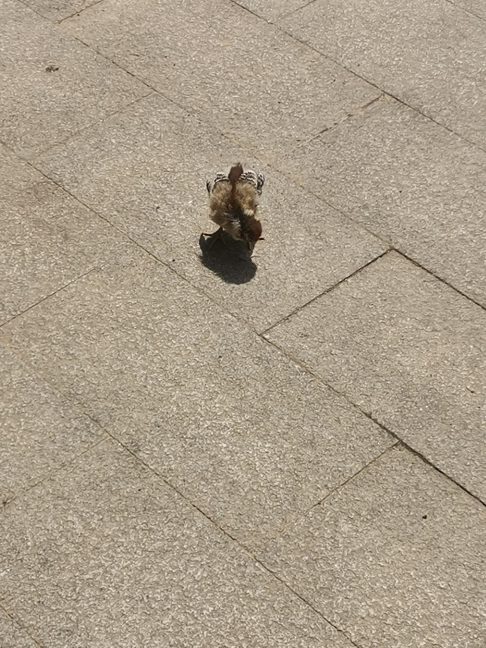 溜溜梅60g*4包袋蜜饯梅子办公室休闲零食休闲小吃(四口味混合)晒单图