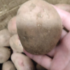 [西沛生鲜]新鲜云南红皮小土豆 大果 净重8.5斤装 单果100-200g 新鲜蔬菜 农家种植 西沛晒单图