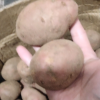 [西沛生鲜]新鲜云南红皮小土豆 大果 净重8.5斤装 单果100-200g 新鲜蔬菜 农家种植 西沛晒单图