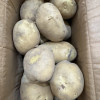 [西沛生鲜]云南黄皮黄心土豆 软糯洋芋 大果 5斤 单果100-200g 新鲜马铃薯 当季蔬菜 西沛晒单图