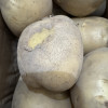 [西沛生鲜]云南黄皮黄心土豆 软糯洋芋 大果 5斤 单果100-200g 新鲜马铃薯 当季蔬菜 西沛晒单图