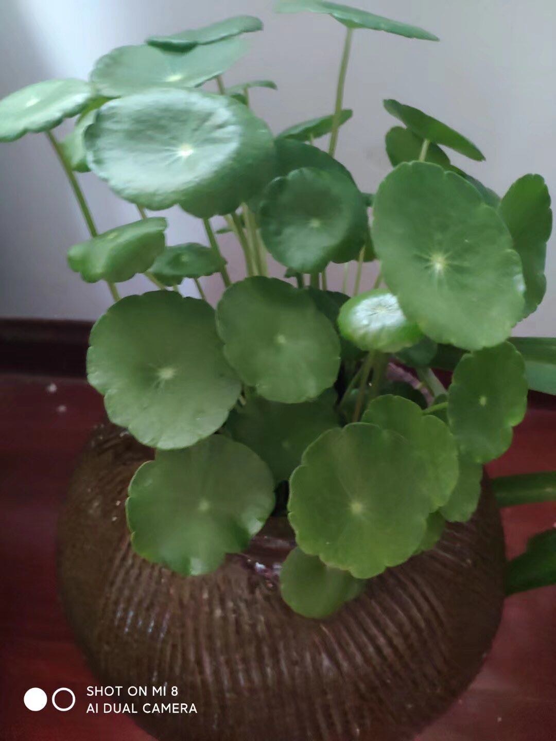苏泊尔(SUPOR)养生壶多功能1.5L智能家用全自动按键式电热烧水壶高硼硅玻璃花茶养生壶SW-15YJ33C晒单图