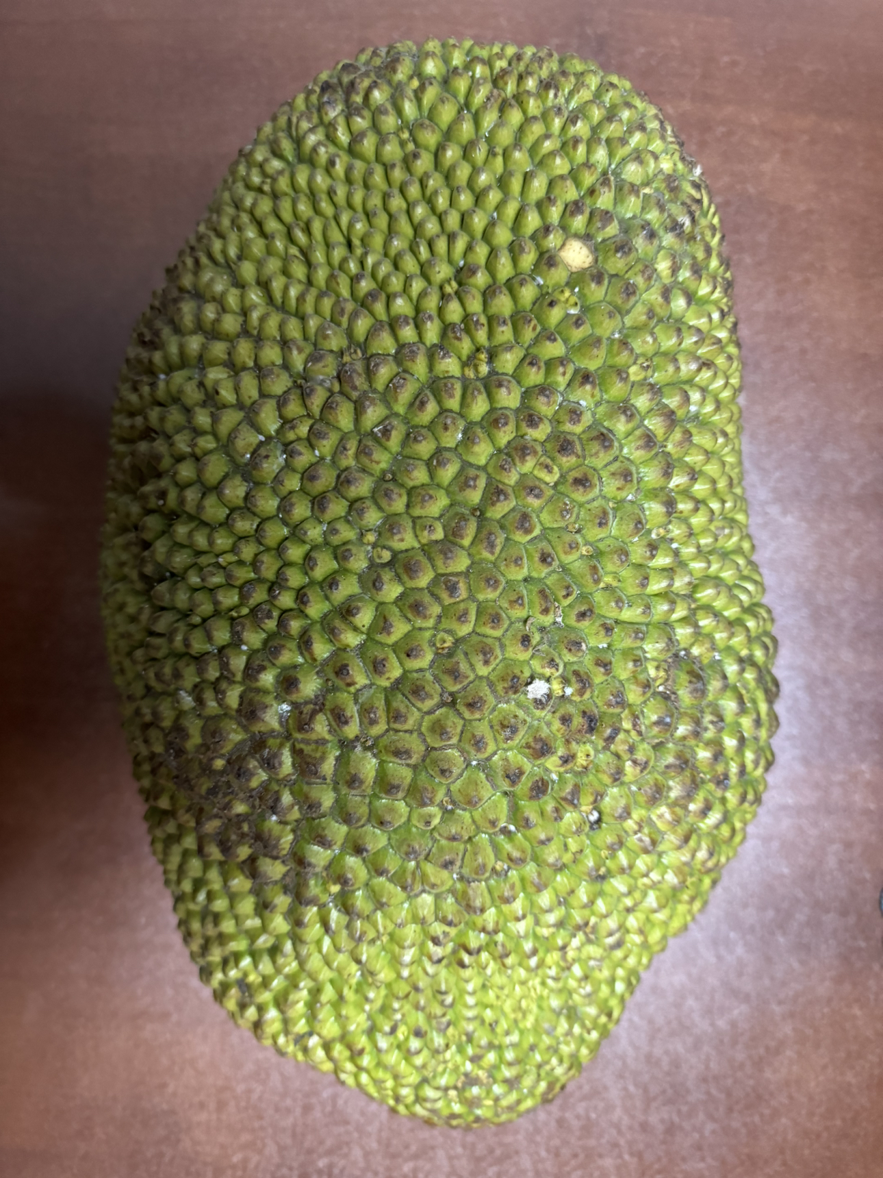 [西沛生鲜]海南黄肉菠萝蜜 新鲜水果 香甜可口 1个 净重15-20斤装 西沛水果晒单图