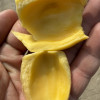 [西沛生鲜]海南黄肉菠萝蜜 新鲜水果 香甜可口 1个 净重15-20斤装 西沛水果晒单图