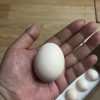 苗佳新可生食蛋绿色无抗鲜鸡蛋无菌蛋30枚/1500g晒单图