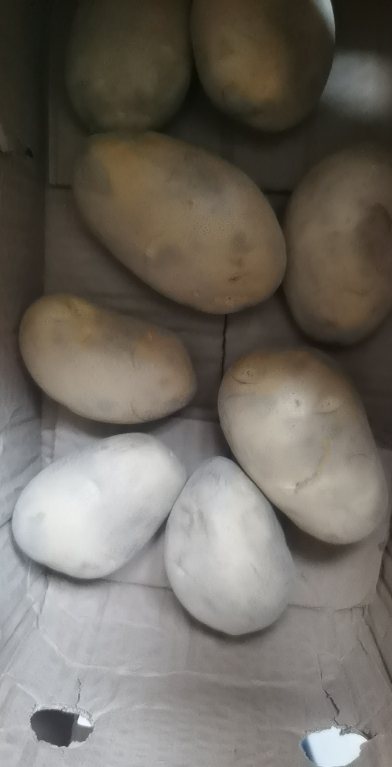 [西沛生鲜]云南黄皮黄心土豆 软糯洋芋 中果 9斤 单果60-100g 新鲜马铃薯 当季蔬菜 西沛晒单图