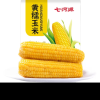 七河源黄糯玉米8穗装 2024年当季新东北玉米 加热即食 黄糯230g*8穗装≥1.8kg晒单图