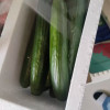 [西沛生鲜]水果黄瓜寿光蔬菜生吃脆新鲜 净重3斤 青瓜荷兰当季无刺小黄瓜现摘晒单图