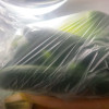 [西沛生鲜]水果黄瓜寿光蔬菜生吃脆新鲜 净重3斤 青瓜荷兰当季无刺小黄瓜现摘晒单图