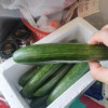 [西沛生鲜]水果黄瓜寿光蔬菜生吃脆新鲜 净重3斤 青瓜荷兰当季无刺小黄瓜现摘晒单图