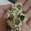 [买五送一]安徽天方茶叶 25g黄山菊花茶 菊花花草茶 经济小袋装晒单图