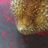 [熊猫鸟]泰国新鲜金枕榴莲 进口榴莲 1个装 4-5斤(包3房以上) 软糯香甜 新鲜水果晒单图