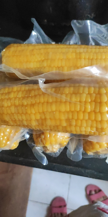 十月稻田黄糯玉米1.76kg[220g*8根]东北玉米棒甜糯低脂新鲜真空装早餐苞米3.52斤晒单图
