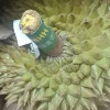 顺丰快递[苏鲜生]泰国新鲜金枕榴莲 进口榴莲 1个装 4-5斤 软糯香甜 新鲜水果晒单图
