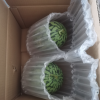 顺丰快递[苏鲜生]现摘2k西瓜 净重5-5.5斤 2个装 新鲜网红小糖丸西瓜晒单图