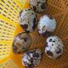 [苏鲜生推荐]雀淘 五香味鹌鹑蛋21g/袋 20袋装 顺丰发货开袋即食卤味解馋小零食休闲小吃晒单图