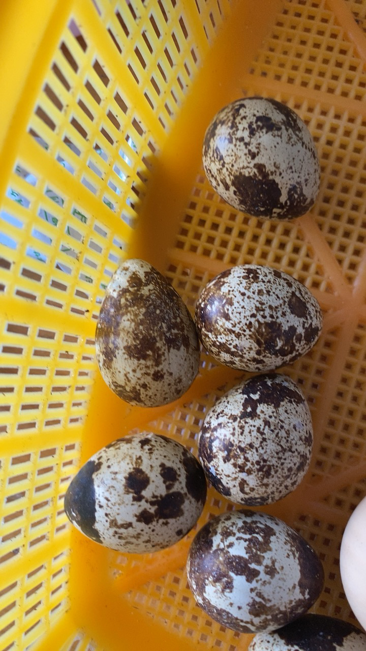 [苏鲜生推荐]雀淘 五香味鹌鹑蛋21g/袋 20袋装 顺丰发货开袋即食卤味解馋小零食休闲小吃晒单图