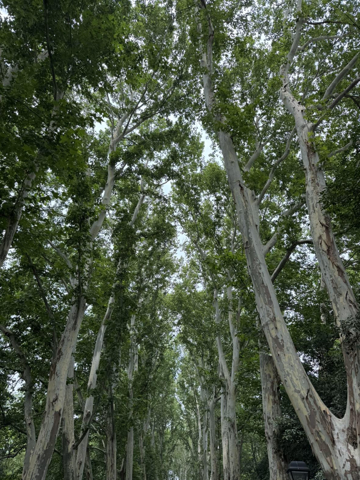 [姚生记]开心果458克 桶装坚果干果 孕妇儿童休闲零食 原色无漂白果仁 健康小吃 孕妇儿童零食晒单图