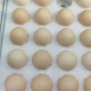苏鲜生可生食鲜鸡蛋20枚礼盒晒单图