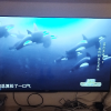 夏普(SHARP) 4T-C55GK5000A 55英寸 4K超高清护眼金属全面屏 2+32G一键投屏远场智能互联网电视晒单图