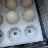 [苏鲜生推荐] 雀淘 可生食鲜鸡蛋30枚无沙门氏菌无抗生素溏心蛋营养早餐晒单图