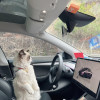 麦富迪三文鱼鲜肉夹心全价全期猫粮2kg猫干粮英短美短布偶猫粮晒单图