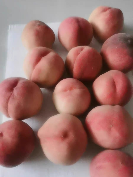 鲜贝达 桃子 蒙阴蜜桃净重4.5斤装桃子新鲜水果金秋红蜜晒单图