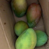 [苏鲜生] 新鲜凯特芒 净重5斤装 大果 单果400g左右 整箱新鲜现摘热带时令水果甜心芒应季水果1晒单图