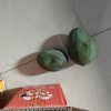 [熊猫鸟] 新鲜凯特芒 净重5斤装 大果 单果400g左右 整箱新鲜现摘热带时令水果甜心芒应季芒果晒单图
