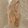 桂花鸭 [中华特色]银桂流香盐水鸭500g半只装鸭肉类袋装卤味南京特产零食晒单图