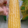 十月稻田黄糯玉米 3.52斤(220g*8根) 东北玉米棒甜糯低脂新鲜真空装早餐苞米晒单图