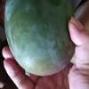 [熊猫鸟] 新鲜凯特芒 净重5斤装 大果 单果400g左右 整箱新鲜现摘热带时令水果甜心芒应季芒果晒单图