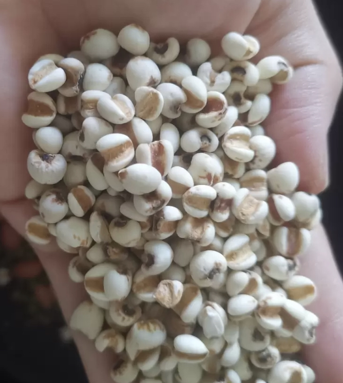 汾都香优选农家新货新鲜薏米仁500g晒单图