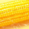 十月稻田黄糯玉米 3.52斤(220g*8根) 东北玉米棒甜糯低脂新鲜真空装早餐苞米晒单图
