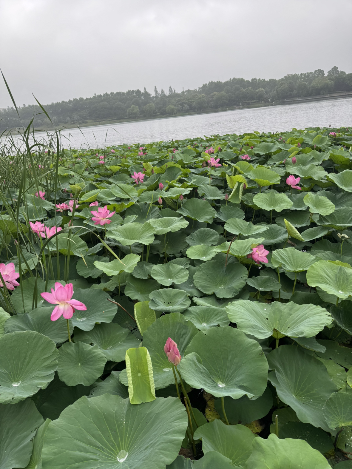 [共104颗]立白浓缩除菌倍净洗衣凝珠416g*2盒抑菌除螨深层洁净日晒清香晒单图