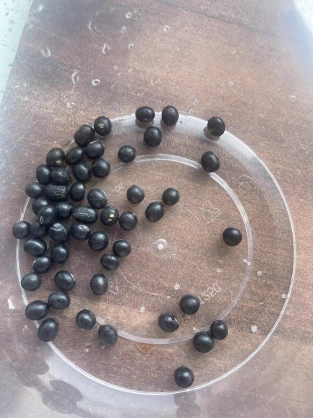 鲁强石磨源 黑豆 1kg 打豆浆 发豆芽 酥田袋装晒单图