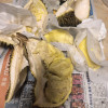 [熊猫鸟]泰国金枕榴莲 进口榴莲 1个装 4-5斤(包3房以上) 软糯香甜 新鲜水果晒单图