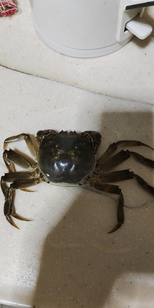 [活蟹]大闸蟹全母2两-2.3两 8只中秋礼盒 去绳足重精品活蟹河蟹鲜活苏州直发晒单图