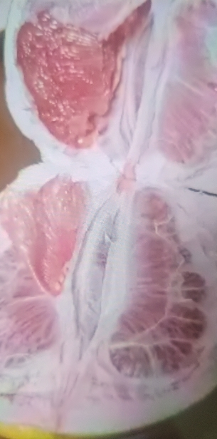 [熊猫鸟]新鲜福建平和三红柚 红心柚 净重4.5-5斤共2个装 新鲜柚子水果 蜜柚晒单图